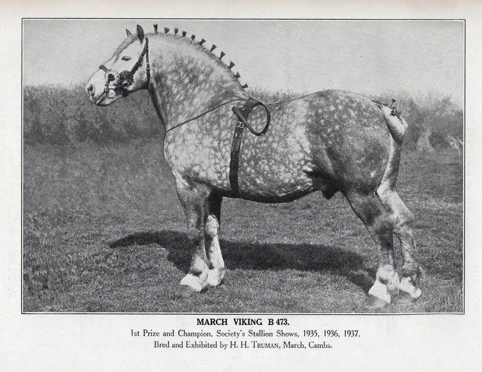 March Viking - Percheron Horse